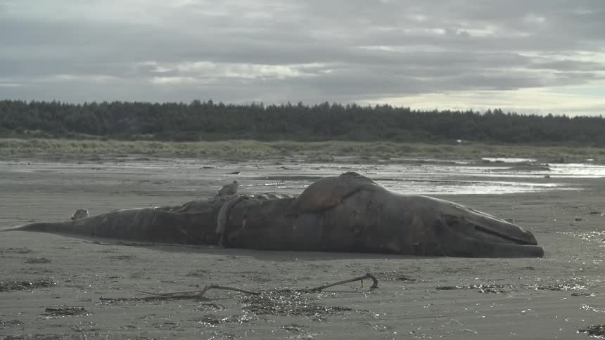 Birds sitting on a dead beached whale