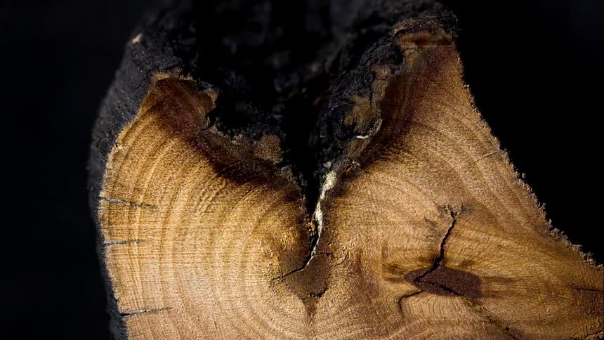 Cross section of a partially charred and abstracted log