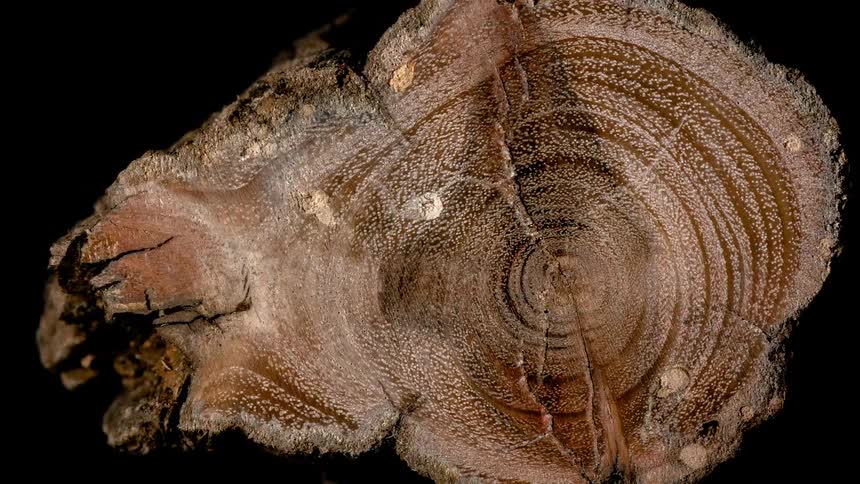 Cross section of an aged tree trunk in abstract motion