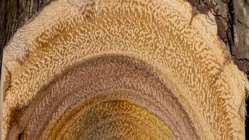 Close up of a cross section of a decaying tree trunk