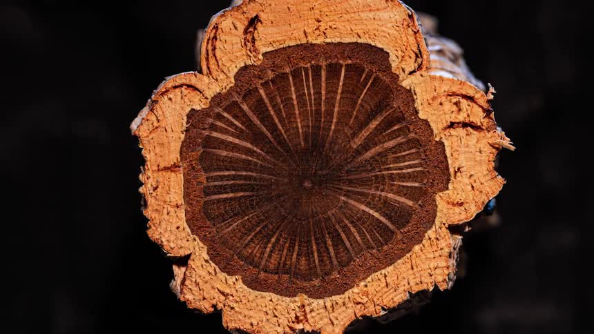 Close up of abstract decaying wood lump
