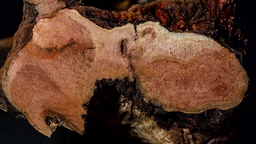 Close up of abstract transforming wood