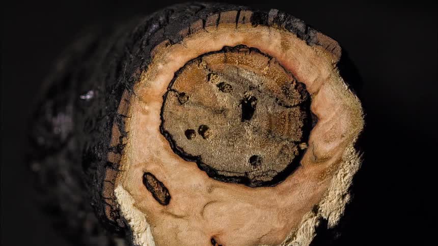 A piece of lumber cut in half gradually changes form over time due to exposure to environmental elements like moisture heat and air causing warping cracking or shrinking