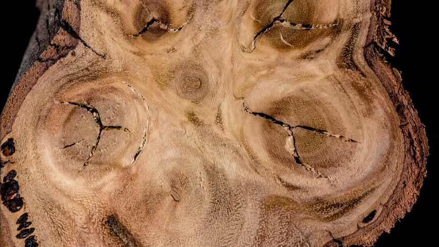 Abstract closeup of modified wood