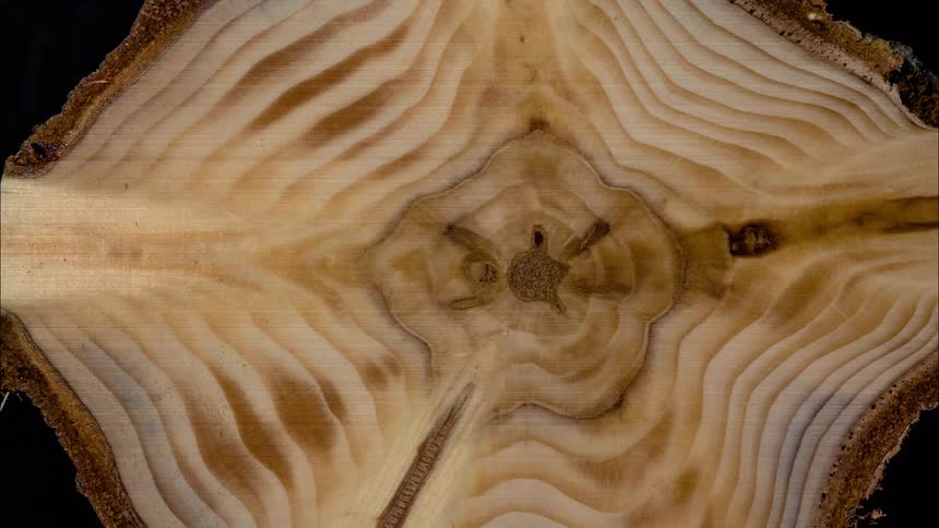 A halved tree trunk displays circular growth rings which appear distorted in shape due to camera angle or lens distortion