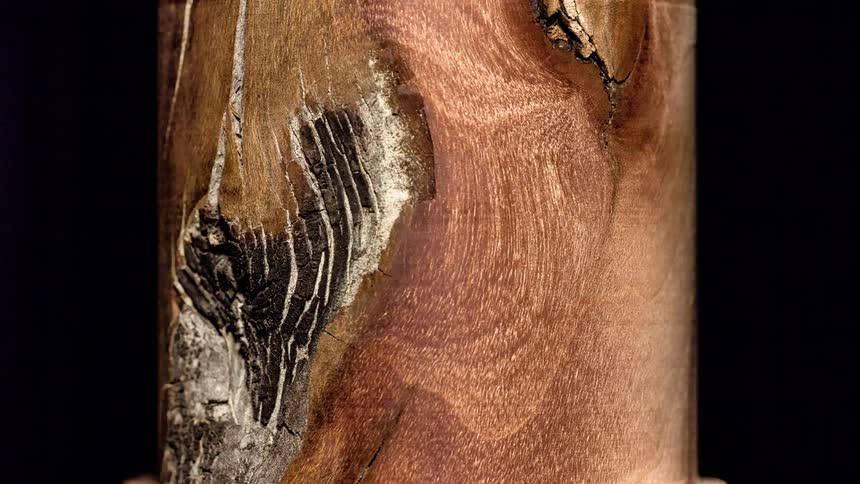 Tree trunk with aged texture showing cracks and in abstract movement