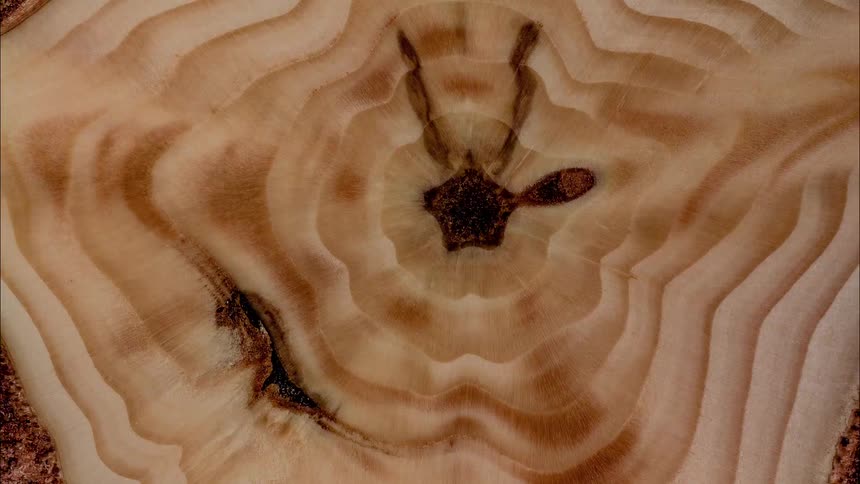Abstract closeup of a sawn wooden log