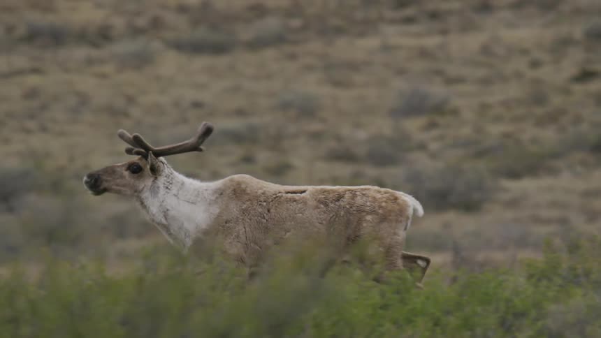 An bull caribou trots through a field