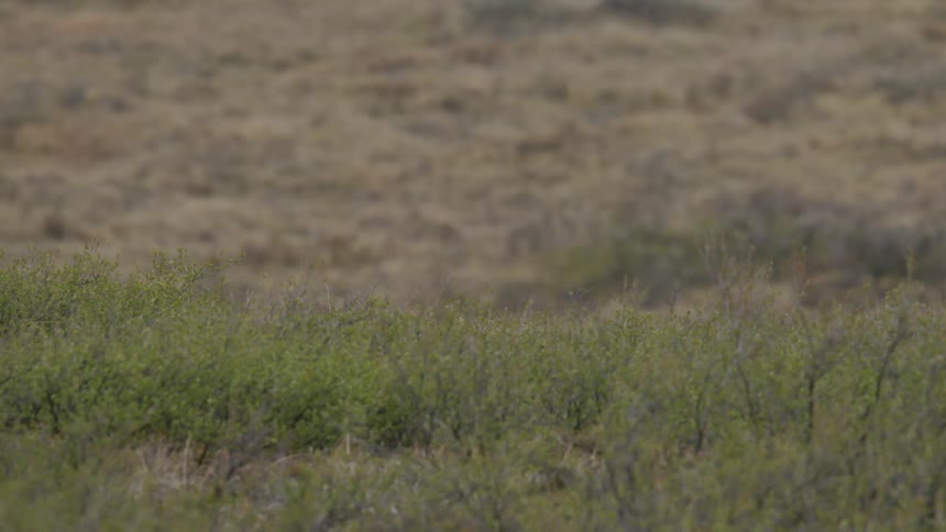 A herd of caribou walks across the tundra in slow motion