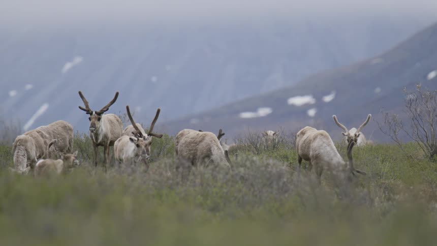 A herd of caribou graze on the tundra