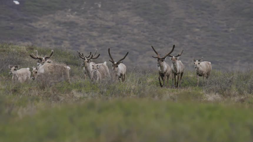 Caribou walking in a herd across the tundra
