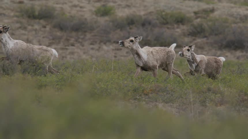 A herd of caribou run across the tundra