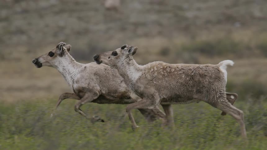 A couple caribou trot through a field