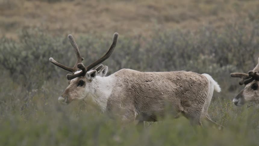 A herd of caribou walks across the tundra