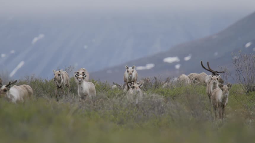 Group of caribou amidst undergrowth with snowcapped mountains in the background