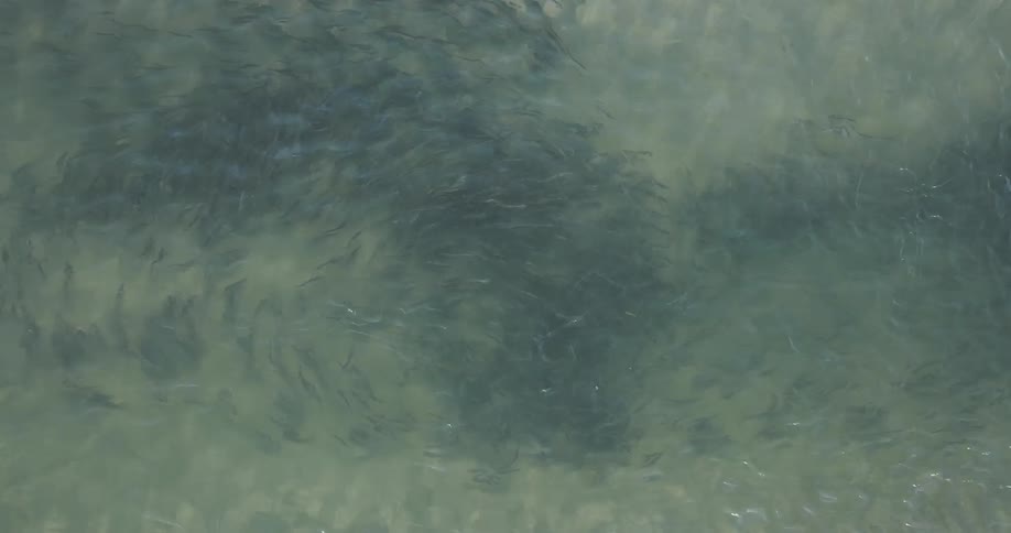 School of fish clustered together seen from above
