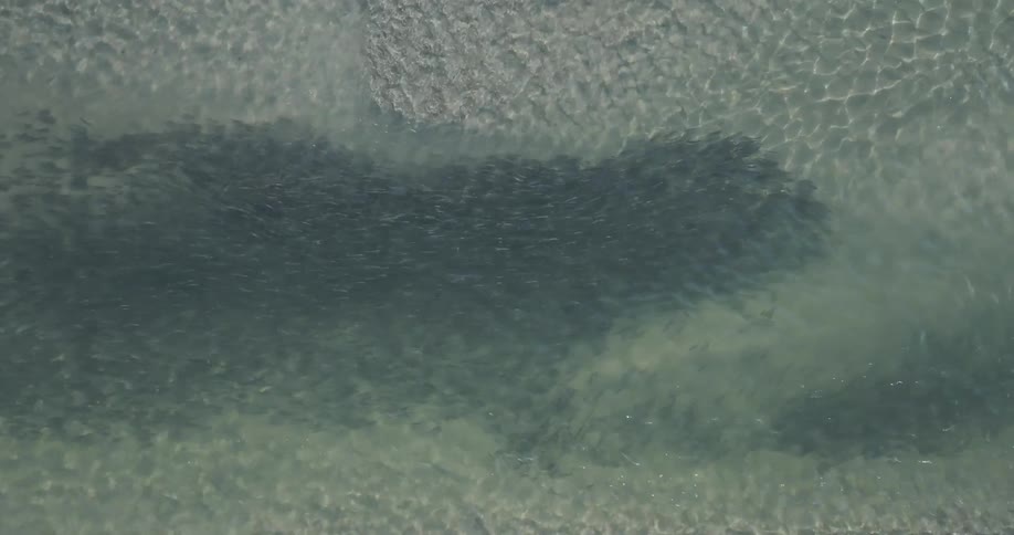 Aerial view of a large school of fish swimming in shallow clear waters