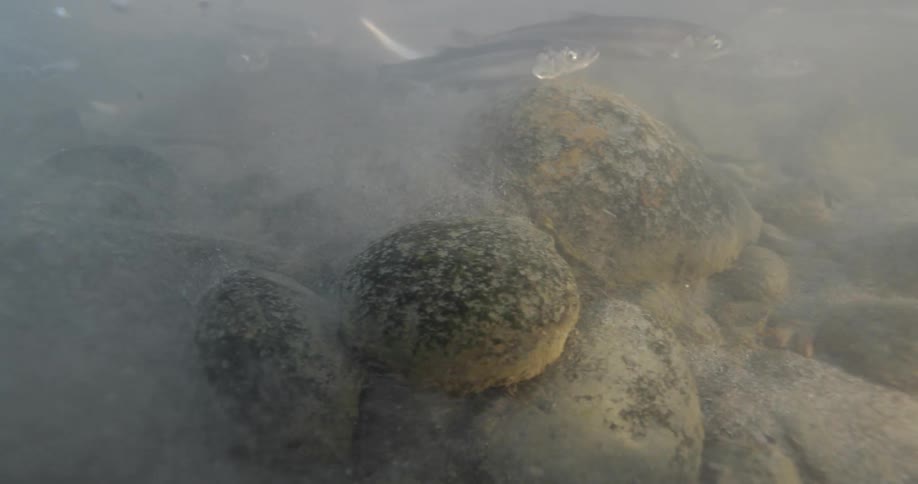 Fish swimming among rocks at the bottom of a shallow murky body of water