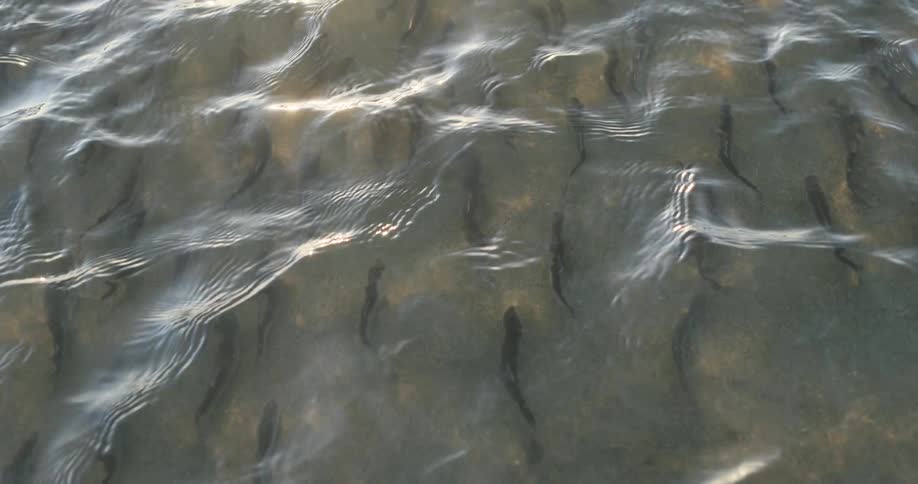 Fish swimming against the river current