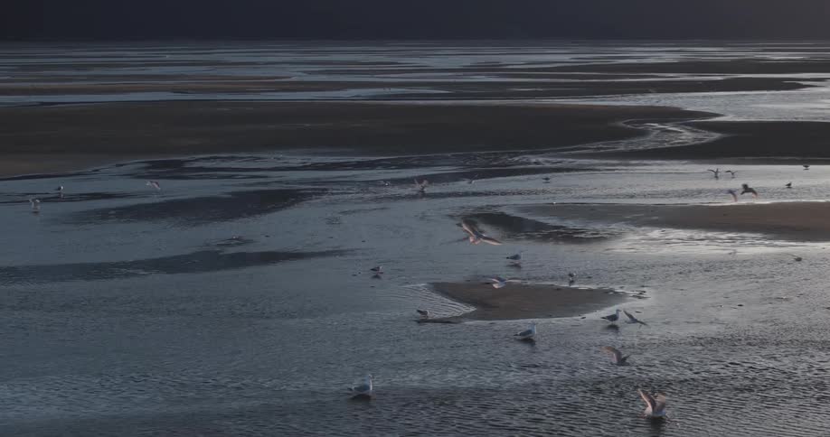 Coastal landscape at dusk with several birds flying over flooded areas and the sun reflecting on the winding curves of the water