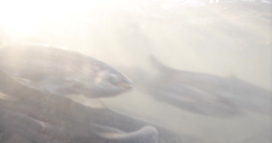 A school of fish swim around