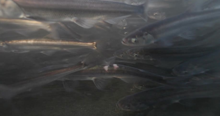School of fish swimming together in shallow water