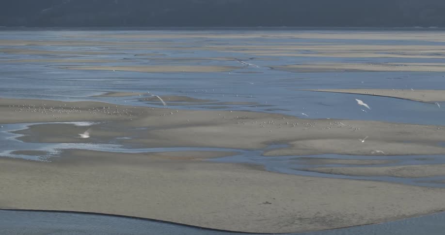 Coastal landscape with extensive areas of sand and water channels where several birds gather and some fly over the area