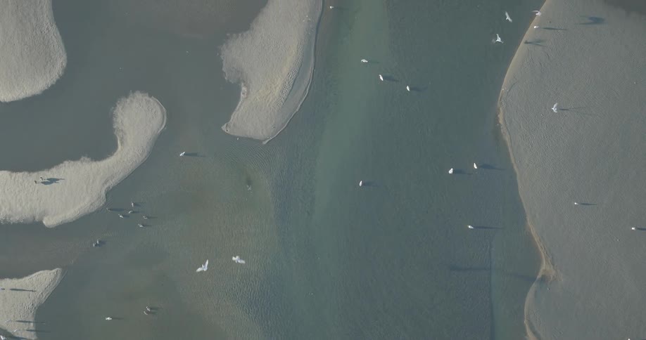 Aerial view of an estuary with sandbanks and shallow waters where several white birds are in flight