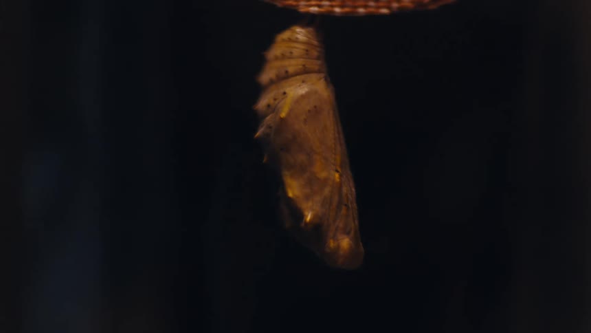 Insect in a capsule hanging and falling