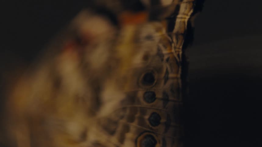 A closeup of a butterfly perched on a surface at night before it takes off and flies into the air