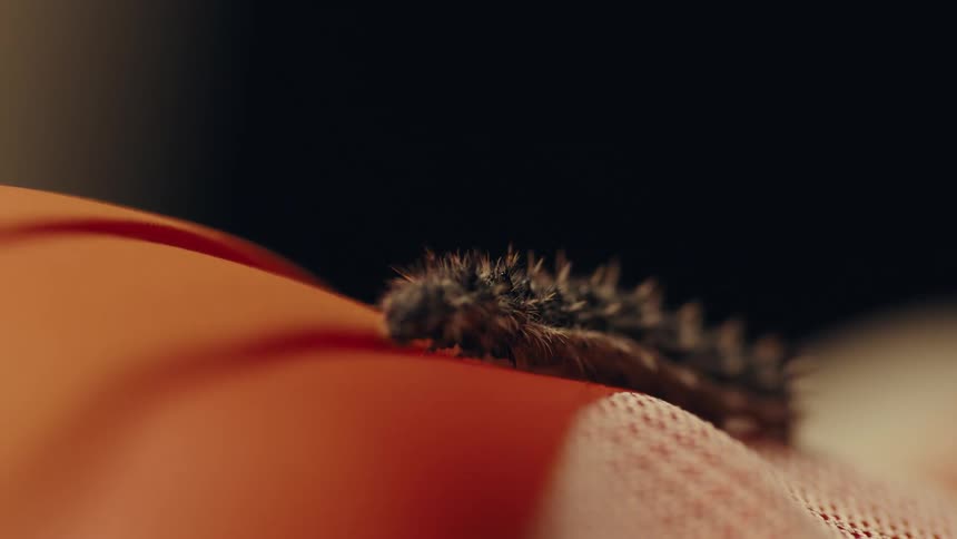 A gypsy moth slowly crawls to the left across a piece of cloth