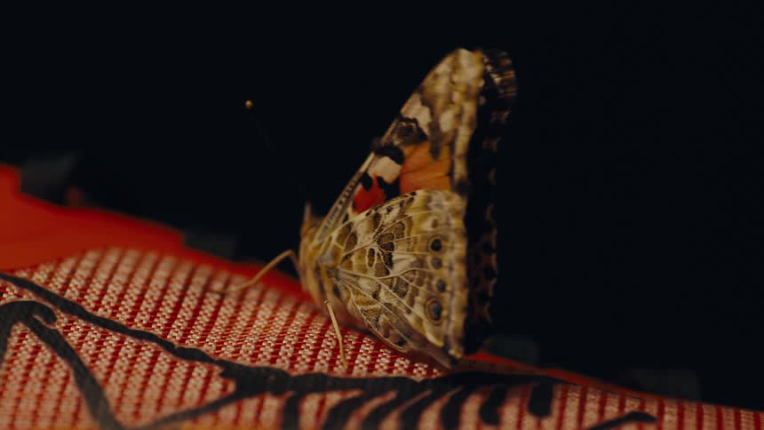 A red and brown butterfly flaps its wings while resting on a red piece of fabric