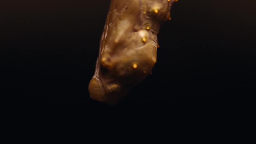 A close up of part of a cucoon