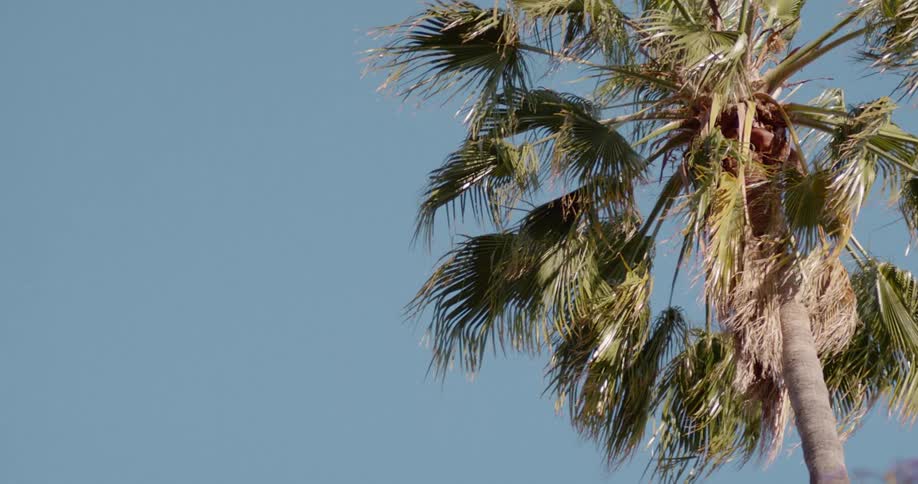 Palm tree leaves in a gentle breeze