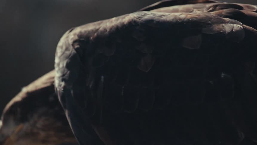 A large brown bird is eating food