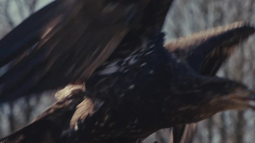 Bird in flight with open wings