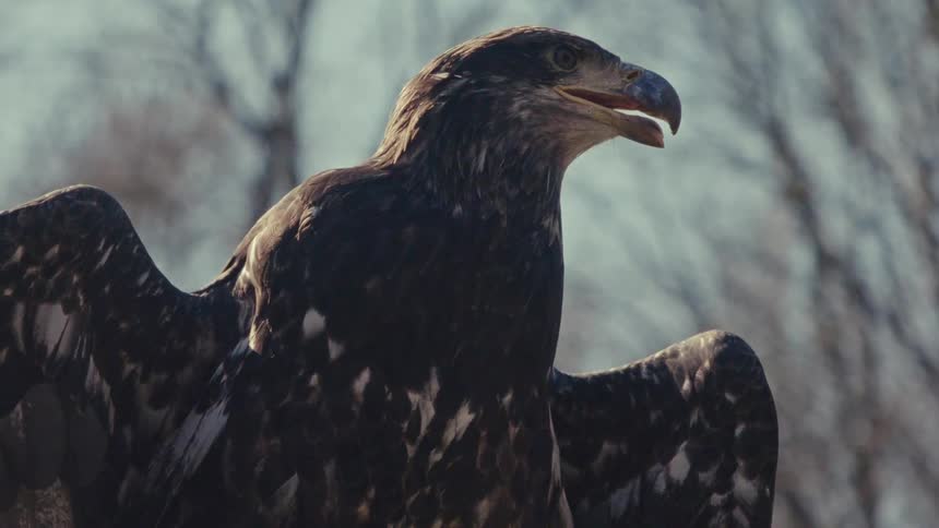 Close up of an eagle with its wings spread