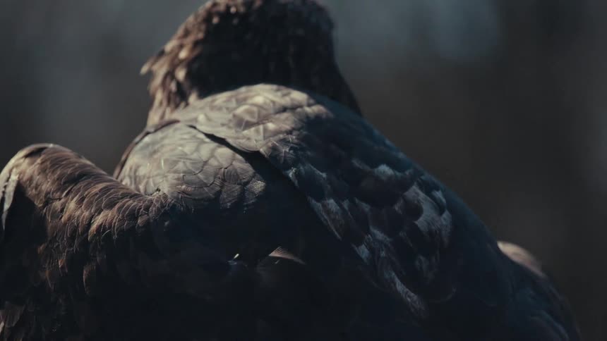 A bird seen from behind possibly getting ready to take flight