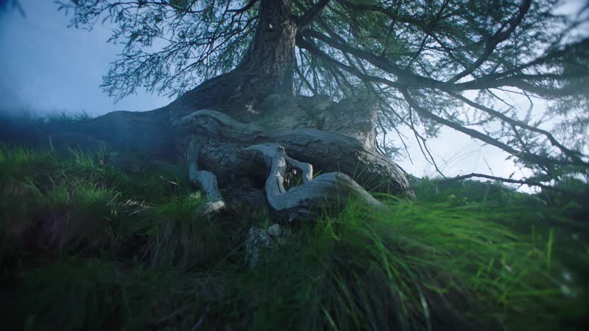 A footage of a tree out in the nature