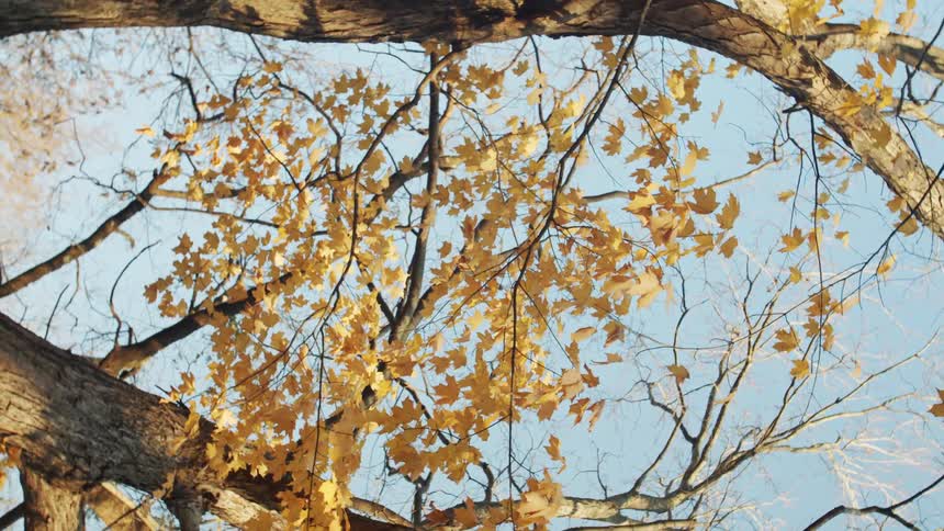 View up a tree against the blue sky