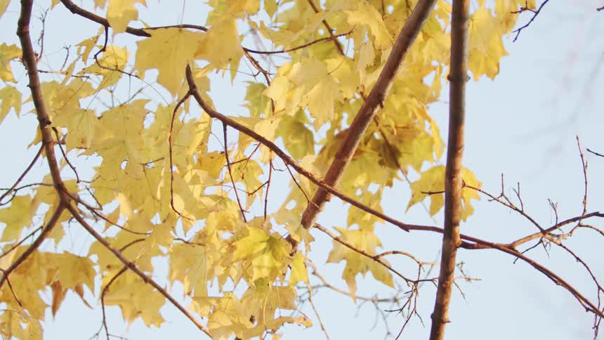 A tree branch with numerous yellow leaves extends outward partially obscuring the view of the midday sky