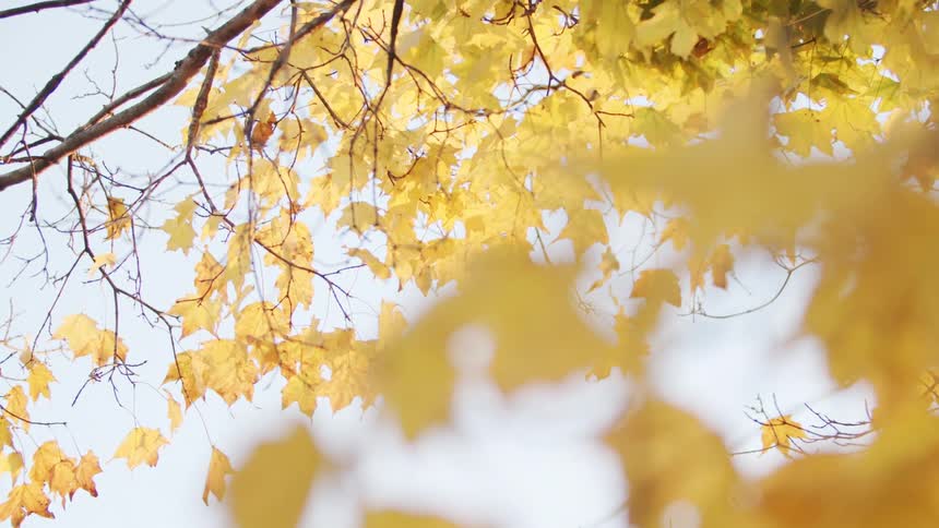 The leaves on the tree are yellow