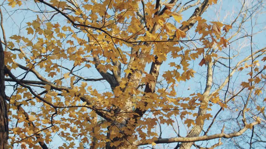 Yellow leaves hang from the tall tree