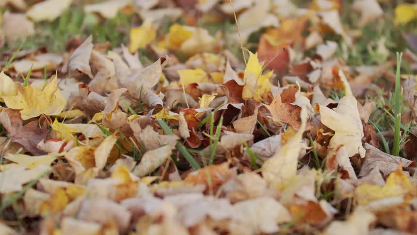 The field is full of yellow leaves