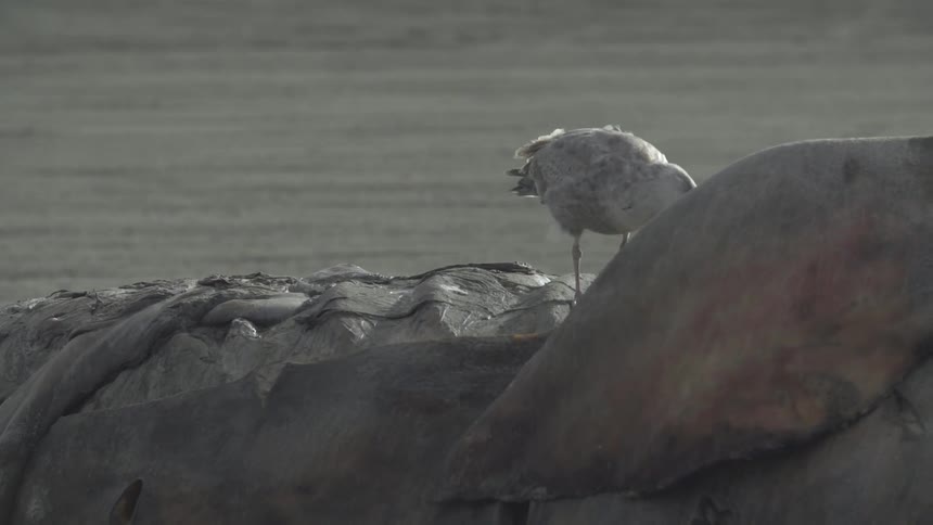 A bird sitting on a rock