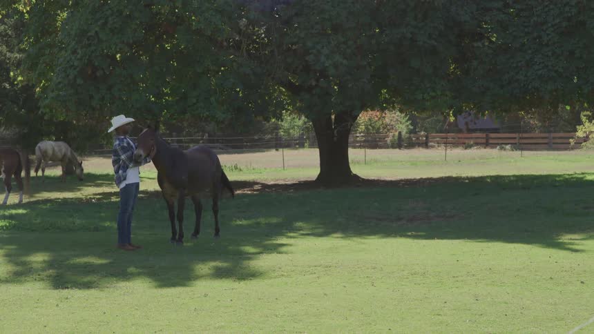 Rancher petting a horse under a large shaded tree on a grassy lawn
