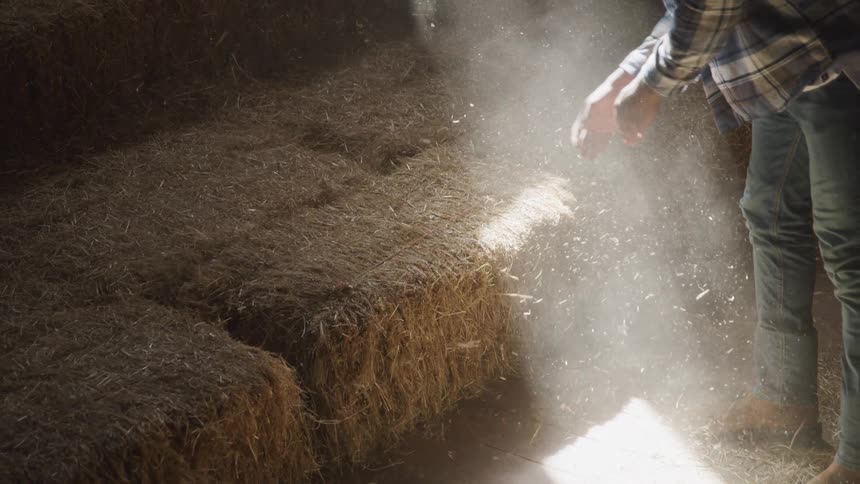 Man handling dry grass inside a stable