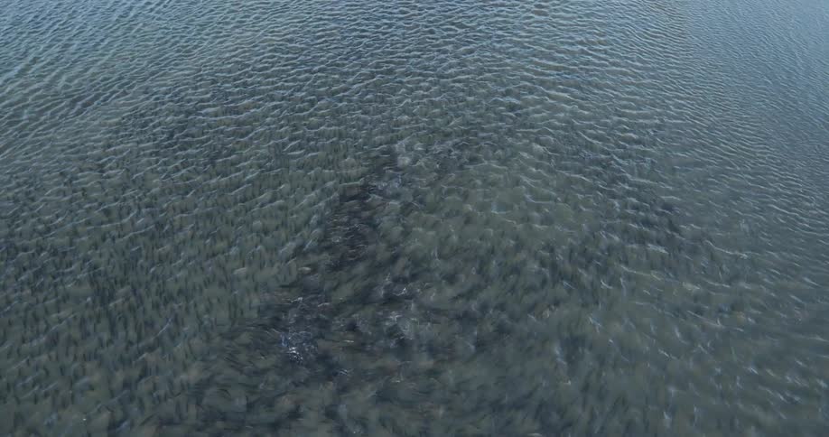 Large schools of fish are moving through shallow water