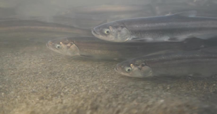 School of fish in shallow waters
