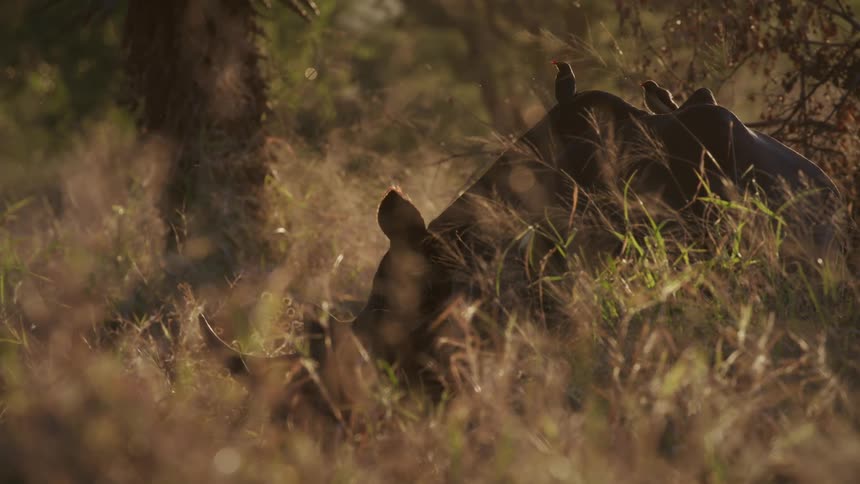 Rhino eating grass in the jungle and two birds flying nearby